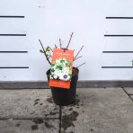 Hortenzia metlinatá (Hydrangea paniculata) ´LITTLE HOTTIE´ - výška 15-25 cm, kont. C3L